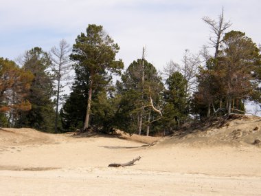 Çam ormanı ve kumlu plaj deniz baykal yakın. Sibirya.