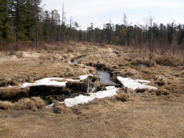 Çam ormanı ve kumlu plaj deniz baykal yakın. Sibirya.