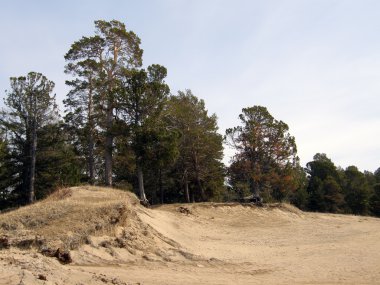 Çam ormanı ve kumlu plaj deniz baykal yakın. Sibirya.