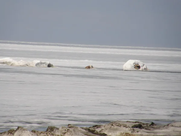 Lago Baikal cubierto de hielo. Primavera . —  Fotos de Stock