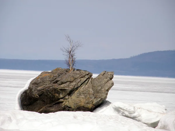 Una tortuga de roca en el lago Baikal . —  Fotos de Stock