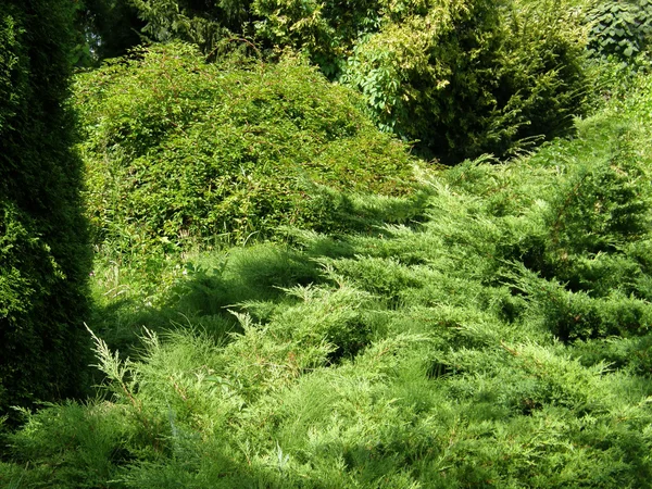 Bomen en struiken in het Park. — Stockfoto