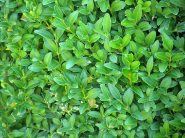 bush yaprakları Tekdüzen arka plan