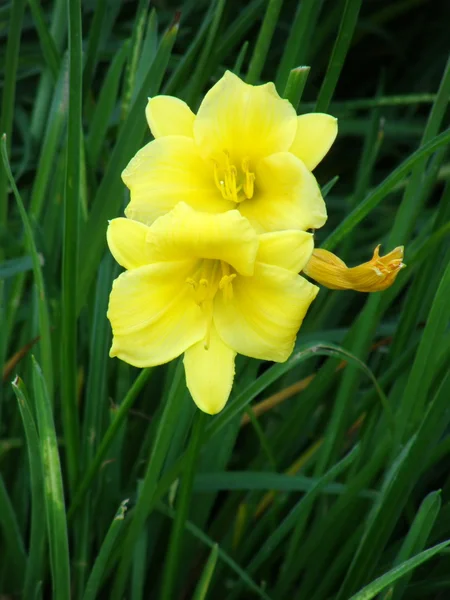 Gelbe Lilienblüte im Park. — Stockfoto