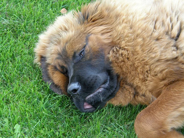 Durmiendo cachorro grande — Foto de Stock