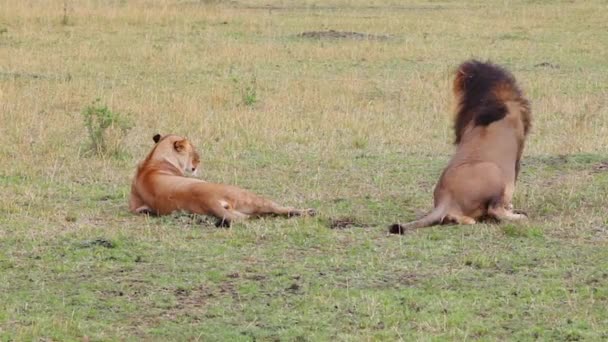 Lions Mating Stock Videos Royalty Free Lions Mating Footages