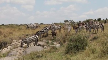 grasslands video
