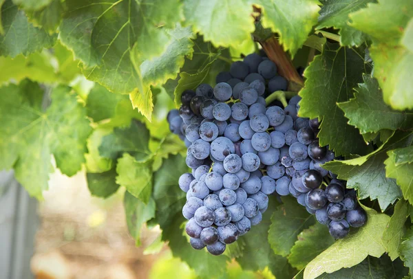 Chareauneuf de pape trauben — Stockfoto