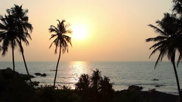 Palmbomen silhouet bij zonsondergang — Stockvideo