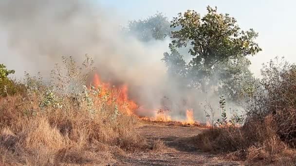 Tormenta y furioso fuego en el bosque — Vídeo de stock