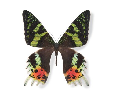 siyah ve yeşil kelebek üzerinde beyaz izole