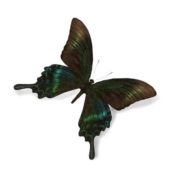Siyah ve yeşil kelebek üzerinde beyaz izole — Stok fotoğraf