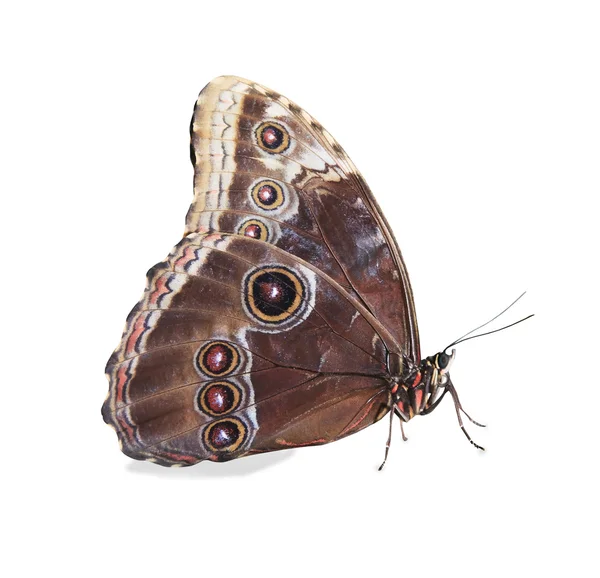 Beyaz izole bej ve mavi kelebek — Stok fotoğraf