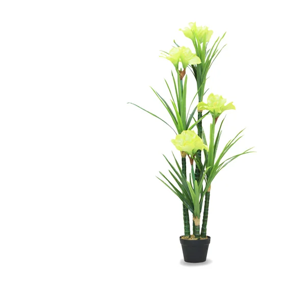 Big dracaena palm in a pot isolated over white — Stock Photo, Image