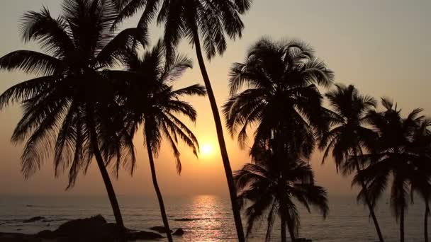 Vijf Palm bomen silhouet bij zonsondergang — Stockvideo