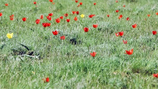 Colorful tulips bloom in the desert — Stock Video