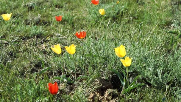 Barevné tulipány kvetou v poušti — Stock video