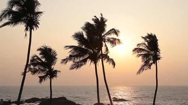 Silueta de palmeras al atardecer — Vídeos de Stock