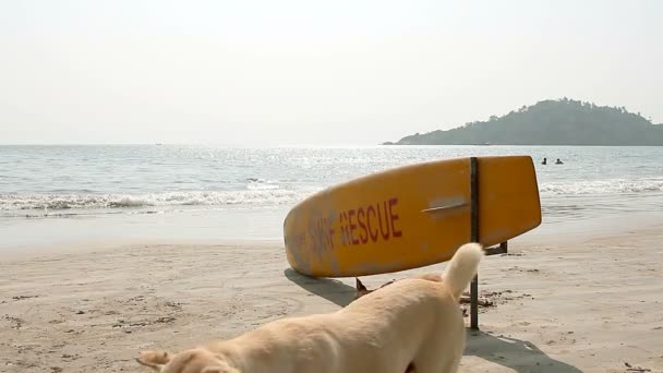 Chien dormant sous la planche de surf Surf Rescue sur la plage de Palolem — Video