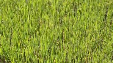 Güzellik yeşil çim yakın çekim