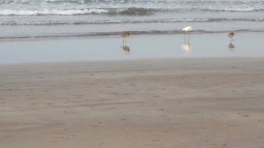 Heron bir tropikal deniz plaj