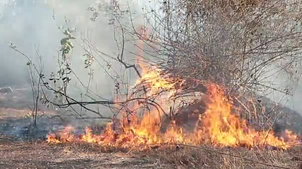 Avbrottsobjektet och rasande stor brand i skogen — Stockvideo