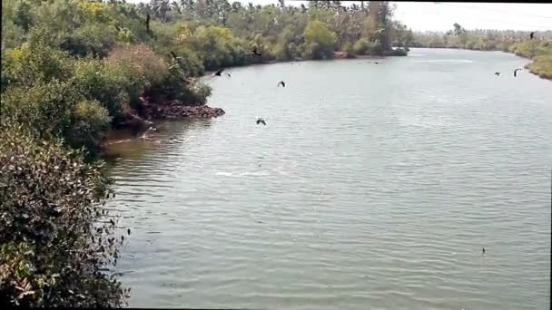 Стая орлов на реке, поедающих рыбу — стоковое видео