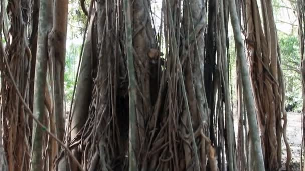 Μεγάλα Ιερά banyan κοντινό πλάνο — Αρχείο Βίντεο
