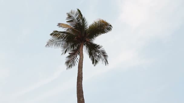 Кокосовые пальмы и небо — стоковое видео