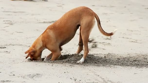 Pies kopanie piasku na plaży — Wideo stockowe
