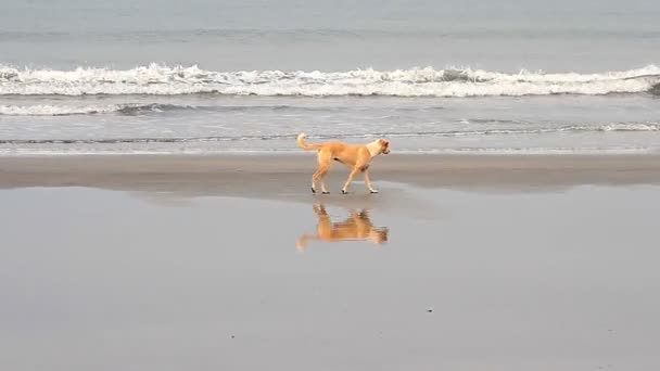 Собака гуляет по пляжу — стоковое видео