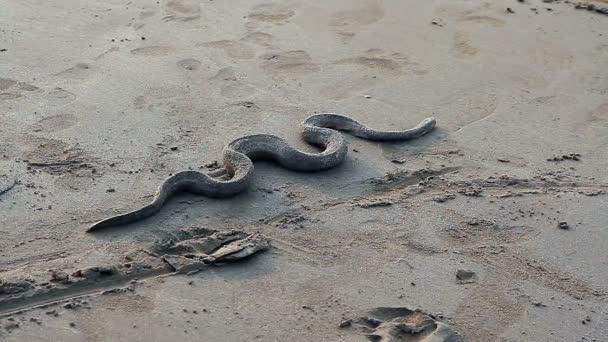 Grand serpent de mer sur la plage de sable — Video