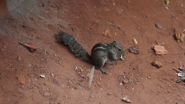 Pequeña ardilla ágil comiendo una nuez — Vídeo de stock