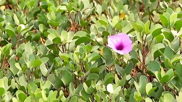 Rote Petunienblüte mit grünen Blättern — Stockvideo