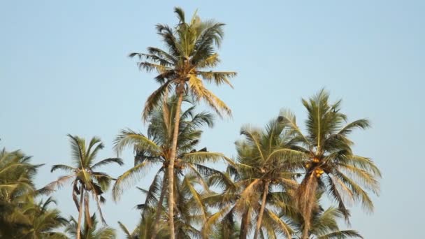 Palmeras sobre el cielo azul en el día soleado — Vídeo de stock