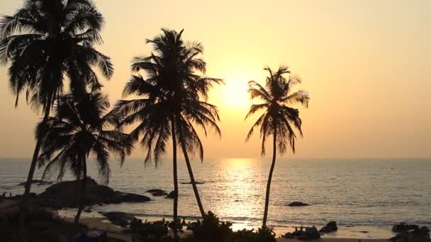 Palmbomen silhouet bij zonsondergang — Stockvideo