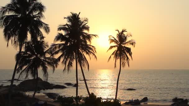 Palmbomen silhouet bij zonsondergang — Stockvideo