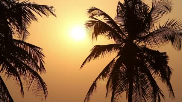 Gün batımında palmiye ağaçları silueti — Stok video