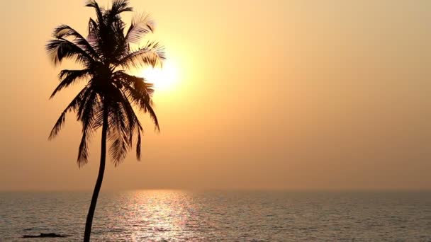 Palm Trees Silhouette At Sunset — Stock Video