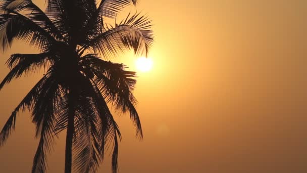 Palm Trees Silhouette At Sunset — Stock Video