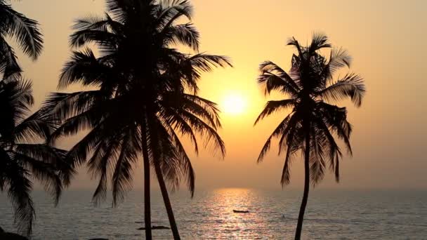 Palmetrær silhuett ved solnedgang – stockvideo