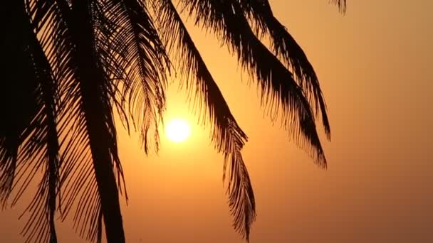 Пальмы силуэт на закате — стоковое видео