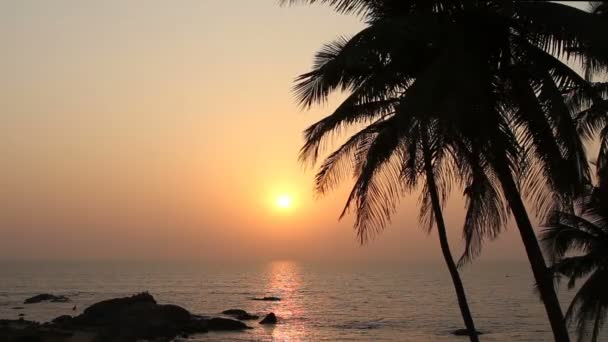 Silhouette de palmiers au coucher du soleil — Video