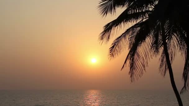 Silhouette de palmiers au coucher du soleil — Video