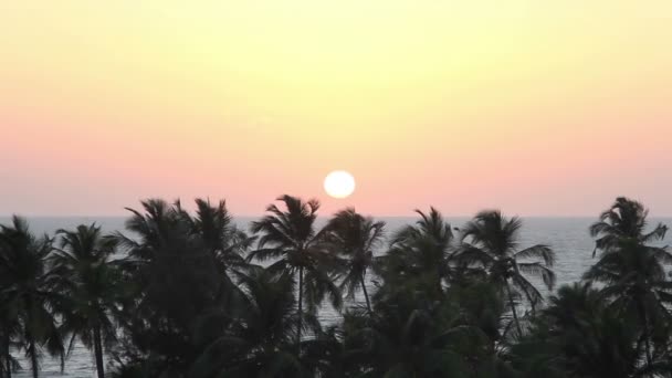 Silhouette de palmiers au coucher du soleil — Video