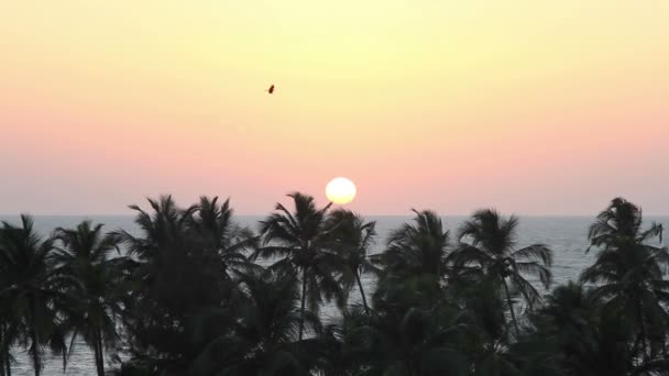 Silhueta de palmeiras ao pôr do sol — Vídeo de Stock