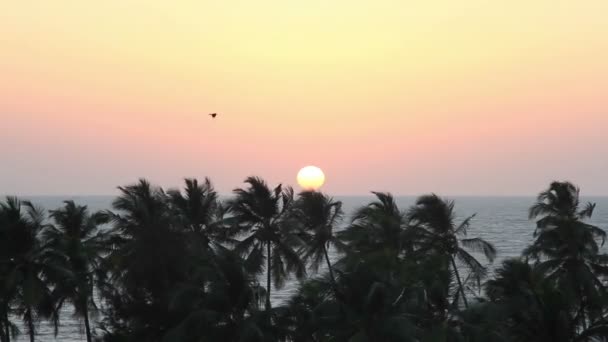 Силует пальмових дерев на заході сонця — стокове відео