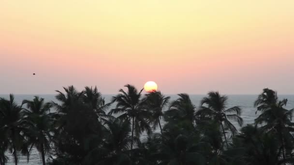 Palm Trees Silhouette At Sunset — Stock Video