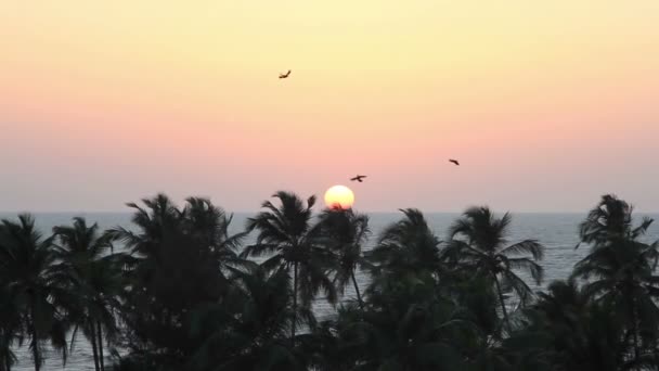 Palmen Silhouette bei Sonnenuntergang — Stockvideo