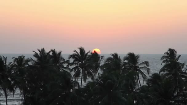 Silhouette de palmiers au coucher du soleil — Video